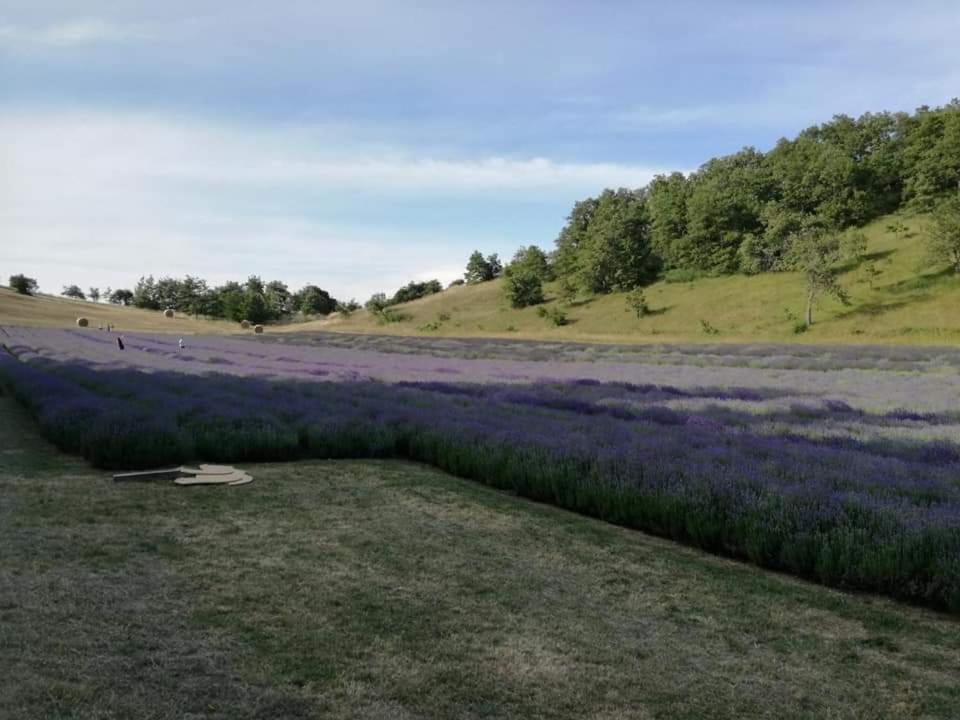 B&B I Girasoli Monte San Pietro Екстер'єр фото